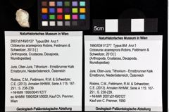 Foto (Objket + Etiketten) von Octoeurax acaresprora (Robins, Feldmann & Schweitzer, 2013) 